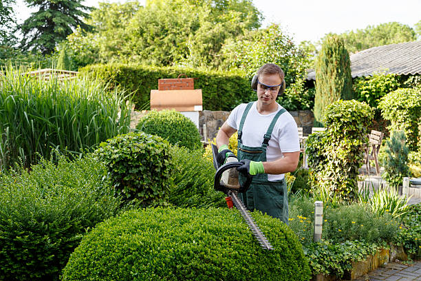 Best Residential Tree Removal  in USA